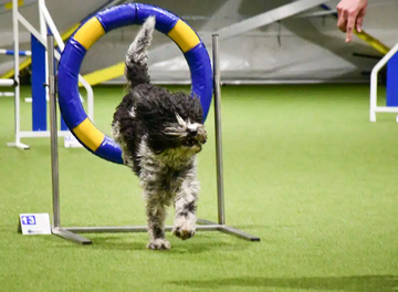 Agility