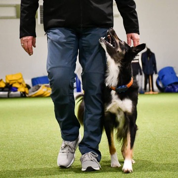 Coachgrupp i Tävlingslydnad startklass och klass 1