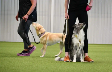 Terminssatsning Vardagslydnad